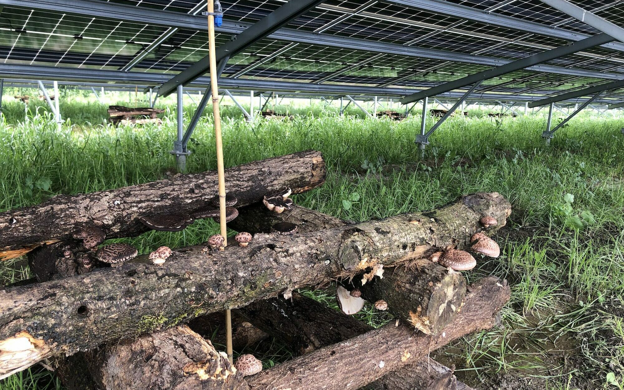 agri-pv in de vorm van groeiende shiitake bij zonnepark Bloesemlaan
