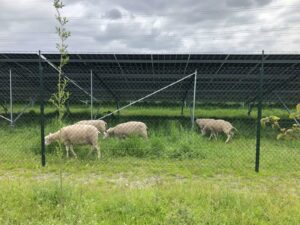 Schapen bij zonnepark TPSolar